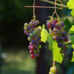 Jó termőföld és szőlőfajta